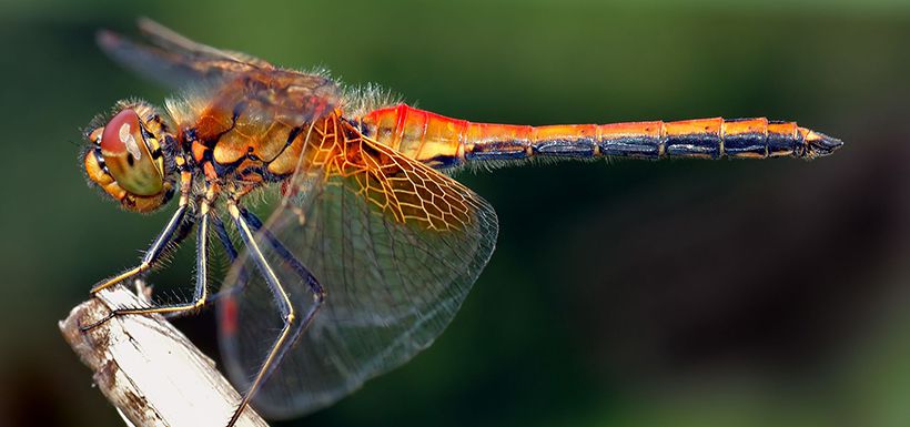 sympetrum_flaveolum_-_side_aka