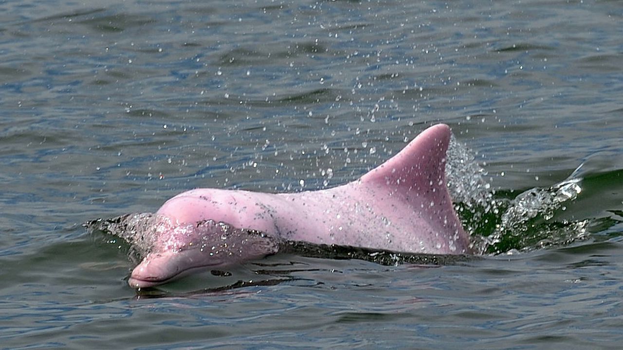 Video of rare pink dolphins go viral, people call it 'awesome'