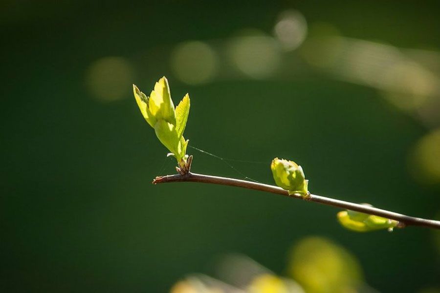 plantas-brotes