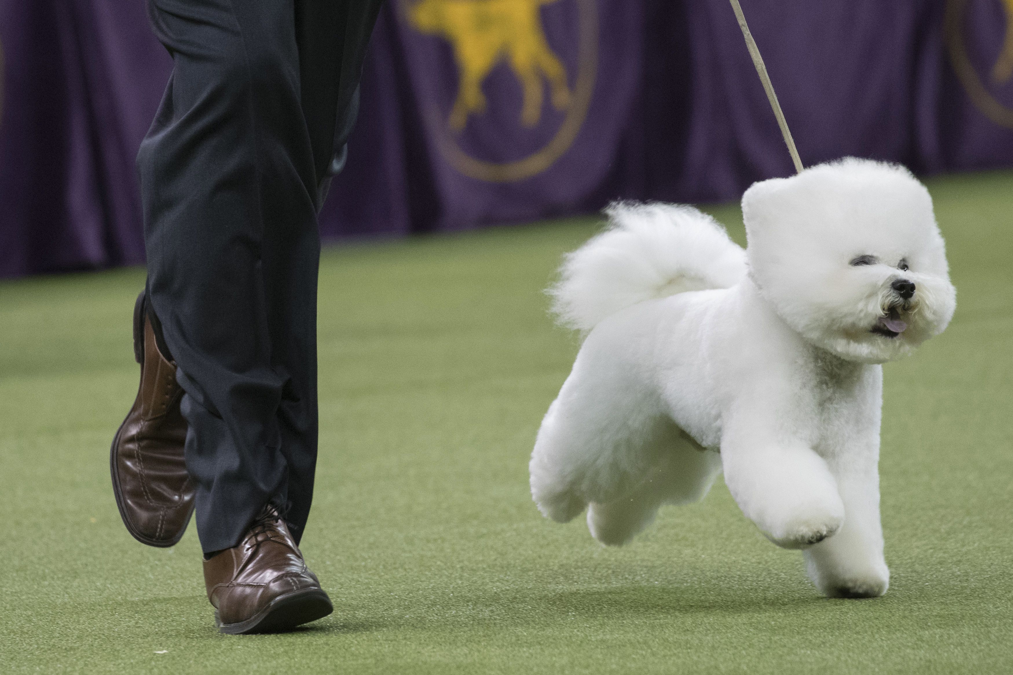 Westminster dog hot sale show bichon frise