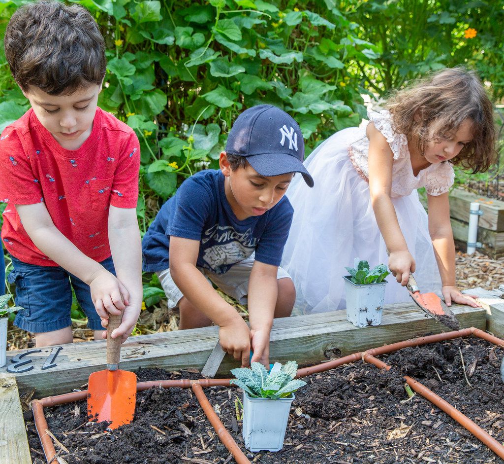 Want To Have A Fall Veggie Garden Start Planting These Now