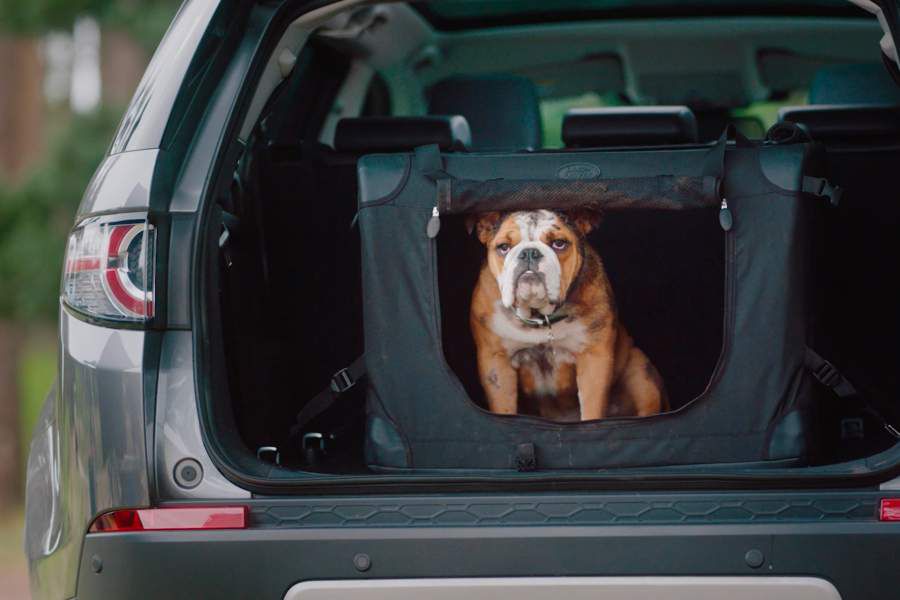 Land-Rover-Dog-Acc-gear-patrol-full-lead-900x600.jpg