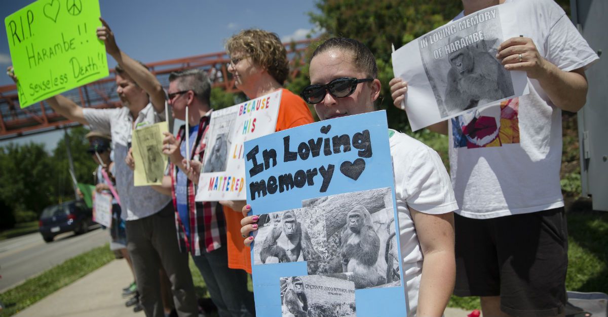 Bengals 22-9 while Harambe was in the Cincinnati Zoo, are 21-42 since his  untimely death. : r/bengals