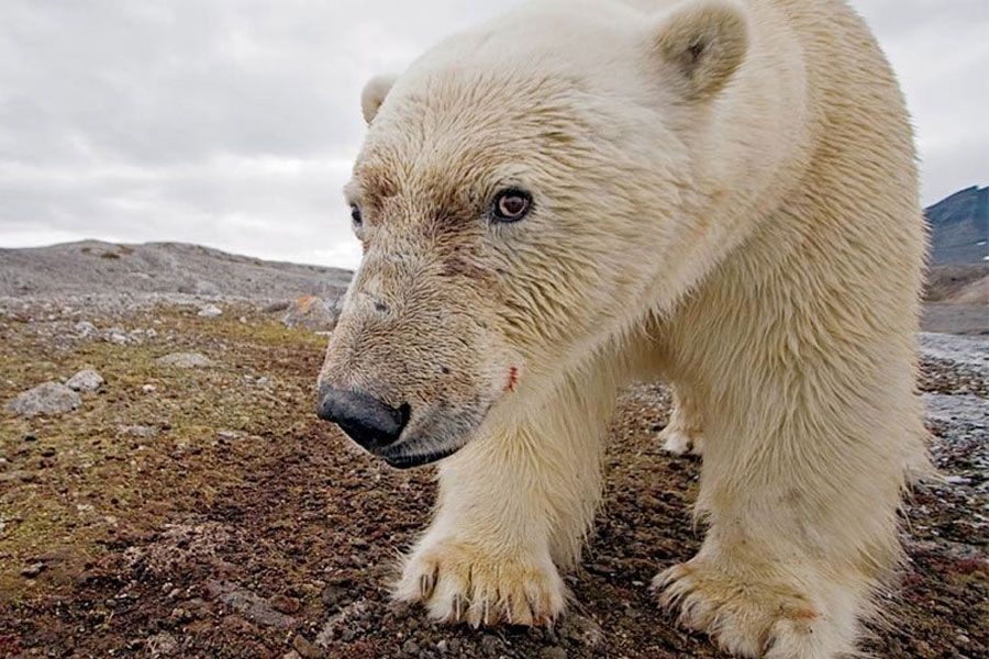 Osos polares recurren más al canibalismo a causa del calentamiento global,  aseguran científicos rusos