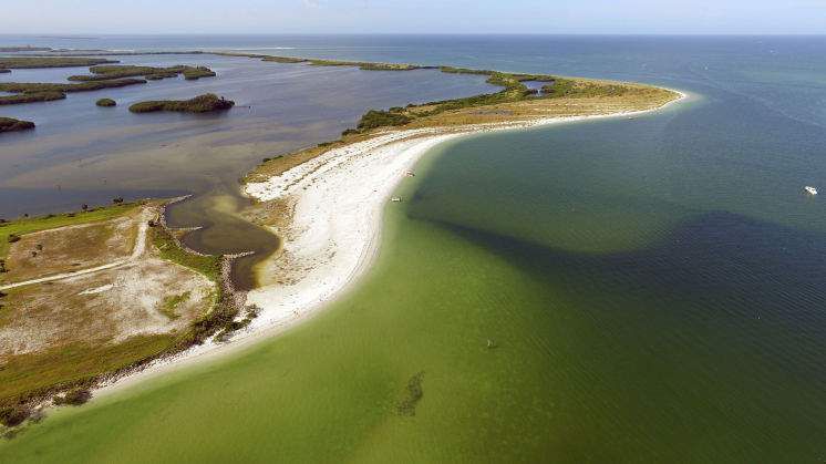 Something is killing Shell Key's nature preserve — but what is it?