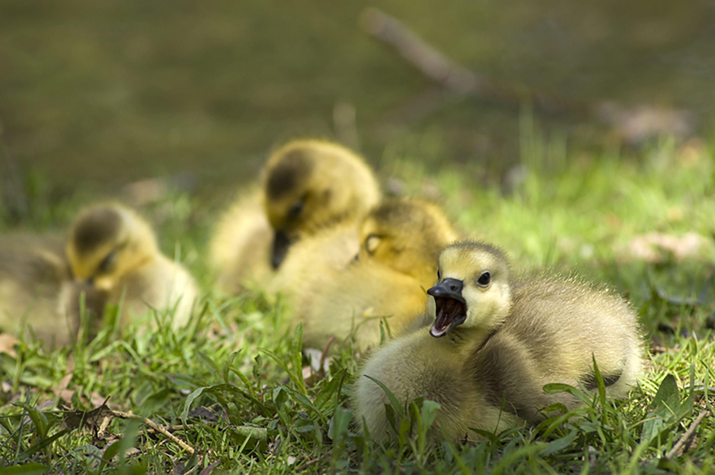 wild animals baby ducks