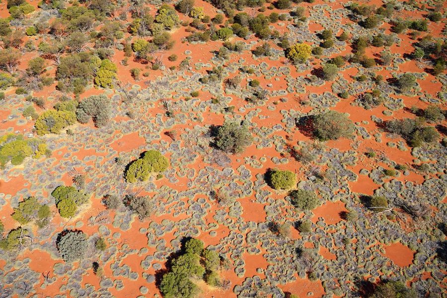 Círculos de hadas en el pasto de las zonas áridas de Australia Occidental