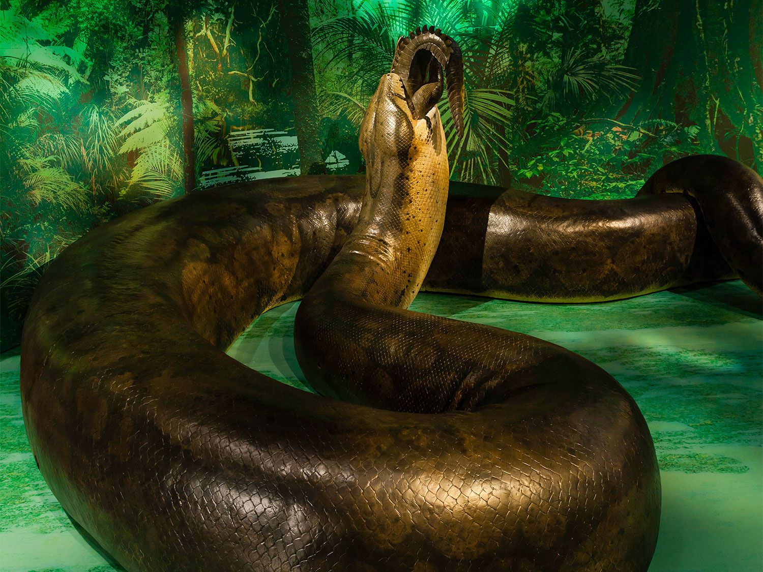 The Biggest Snakes In The World Field Stream