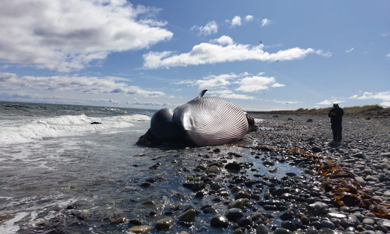 Ballena Porvenir