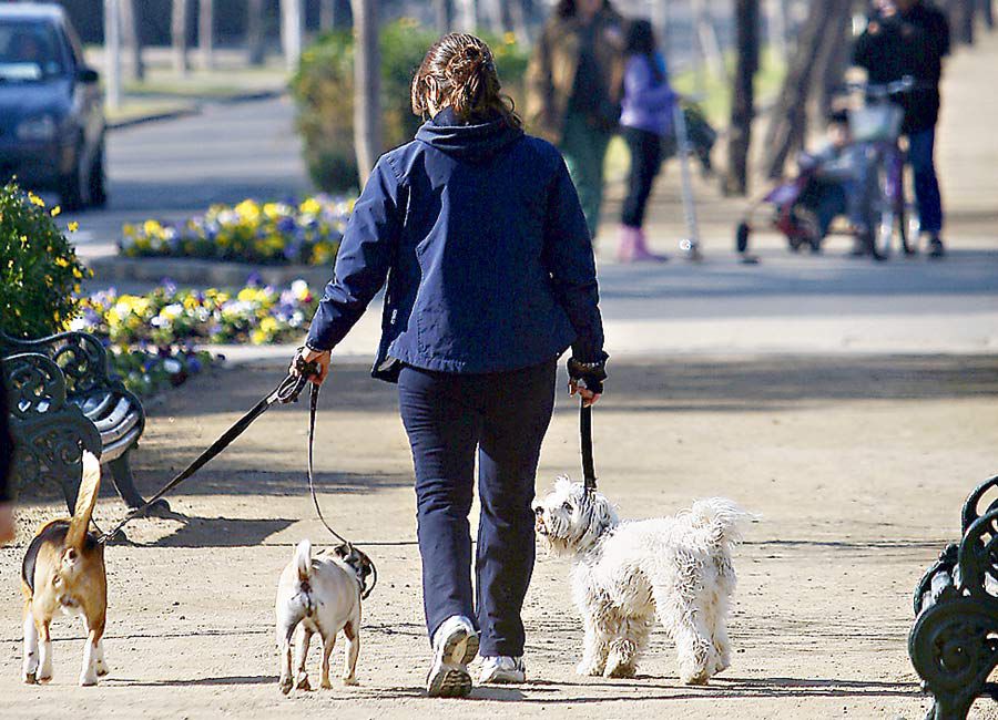 La tenencia de animales comienza a ser fiscalizada. Foto: archivo