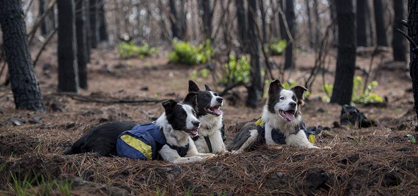 Border-collies-L-to-19453493.jpg