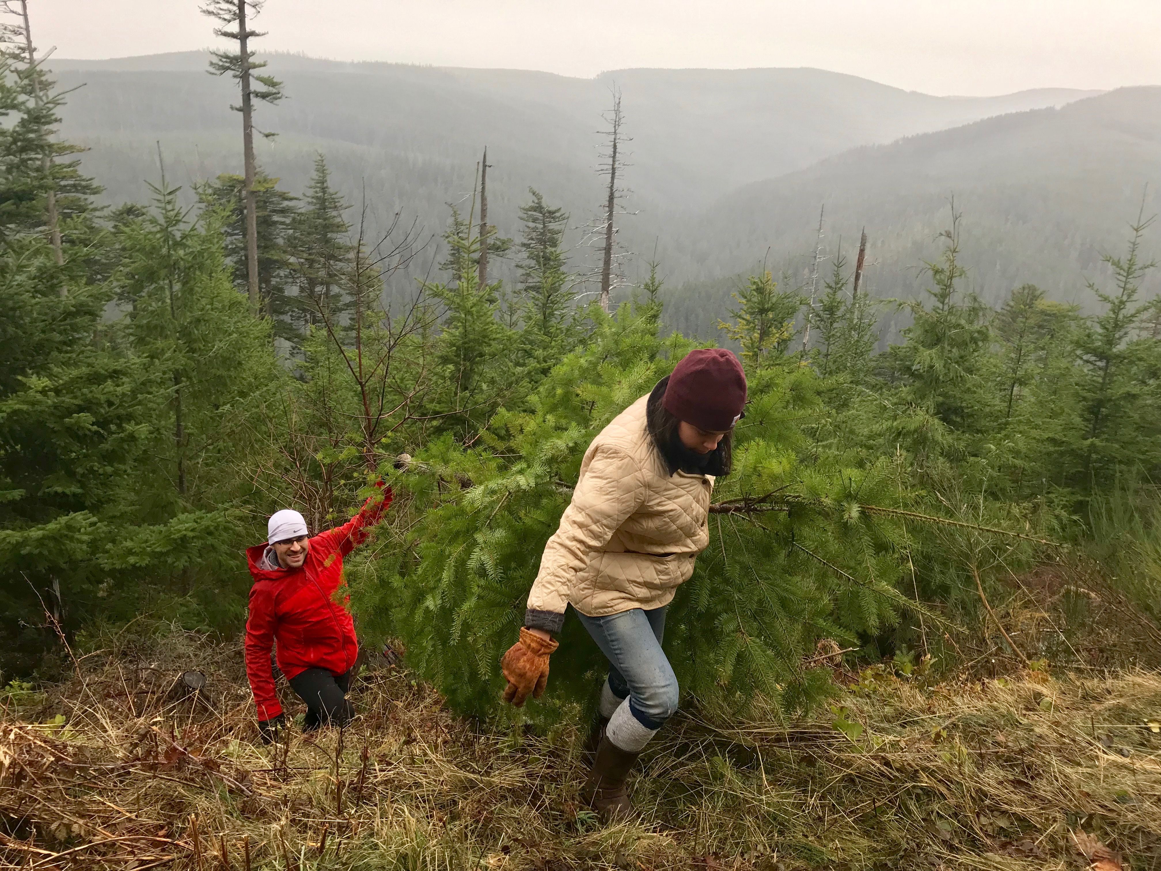 Mt. Hood National Forest - Forest Products Permits