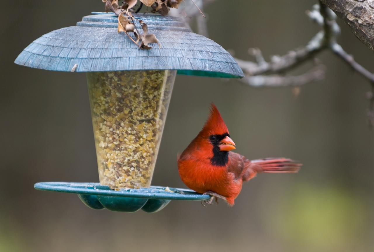 cardinal bird feeder for whole sunflower seeds