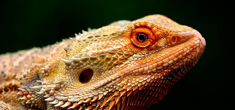 pogona-vitticeps