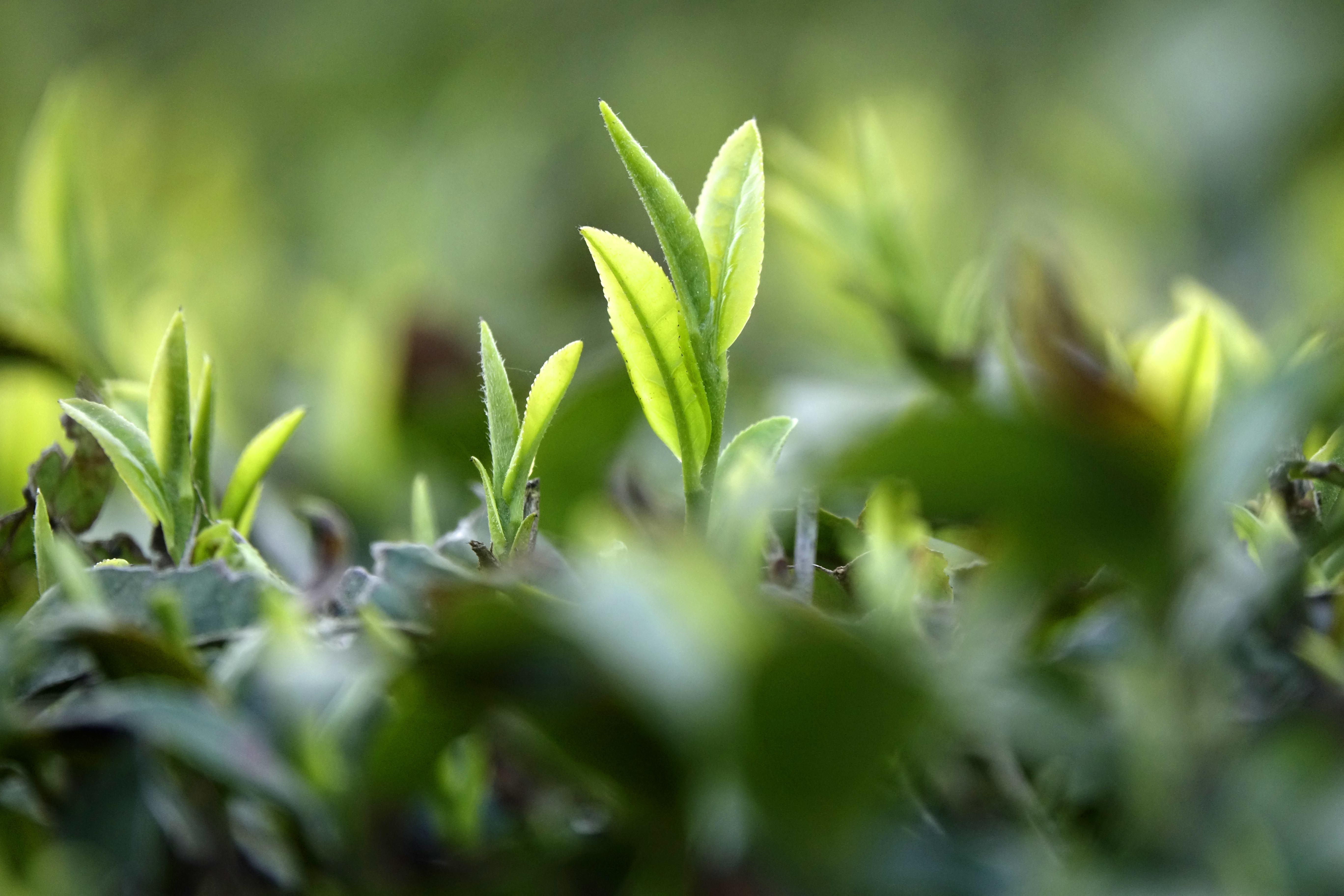 Tea farmers busy at harvesting