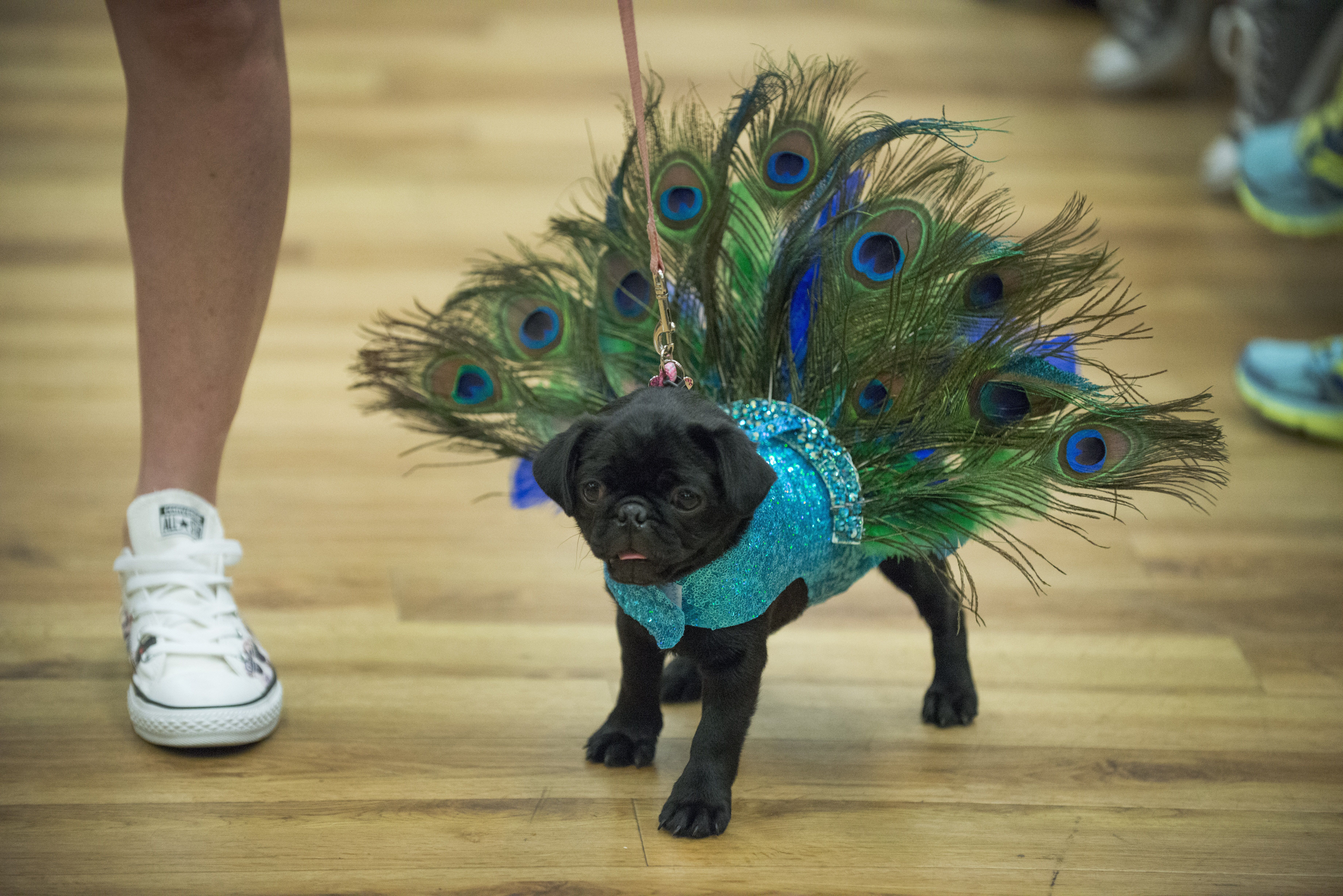 Houston Astros Feather Pet Dress Astros Feather Dog Dresses 