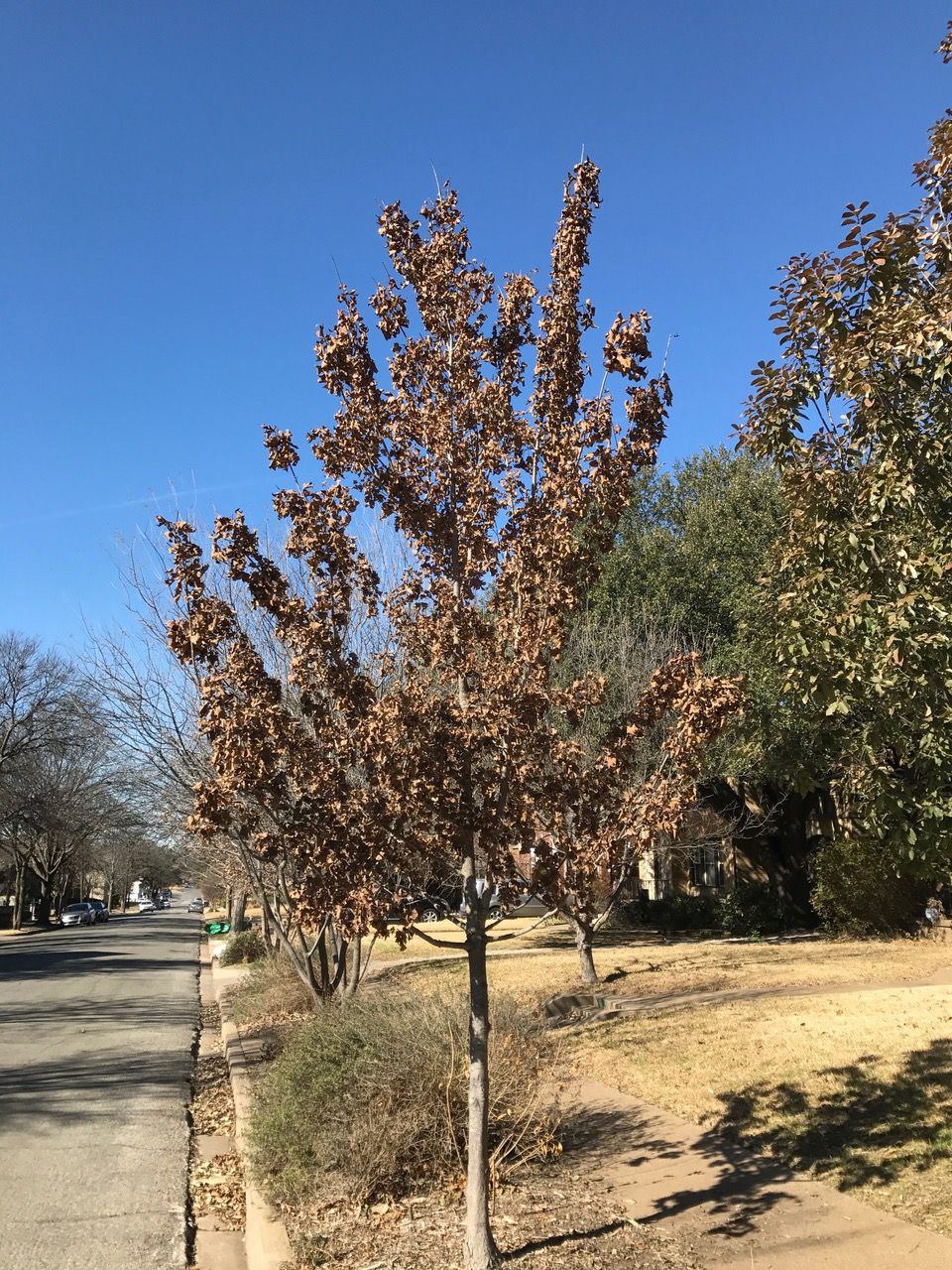 Why Is My Tree Losing Its Leaves in Summer?