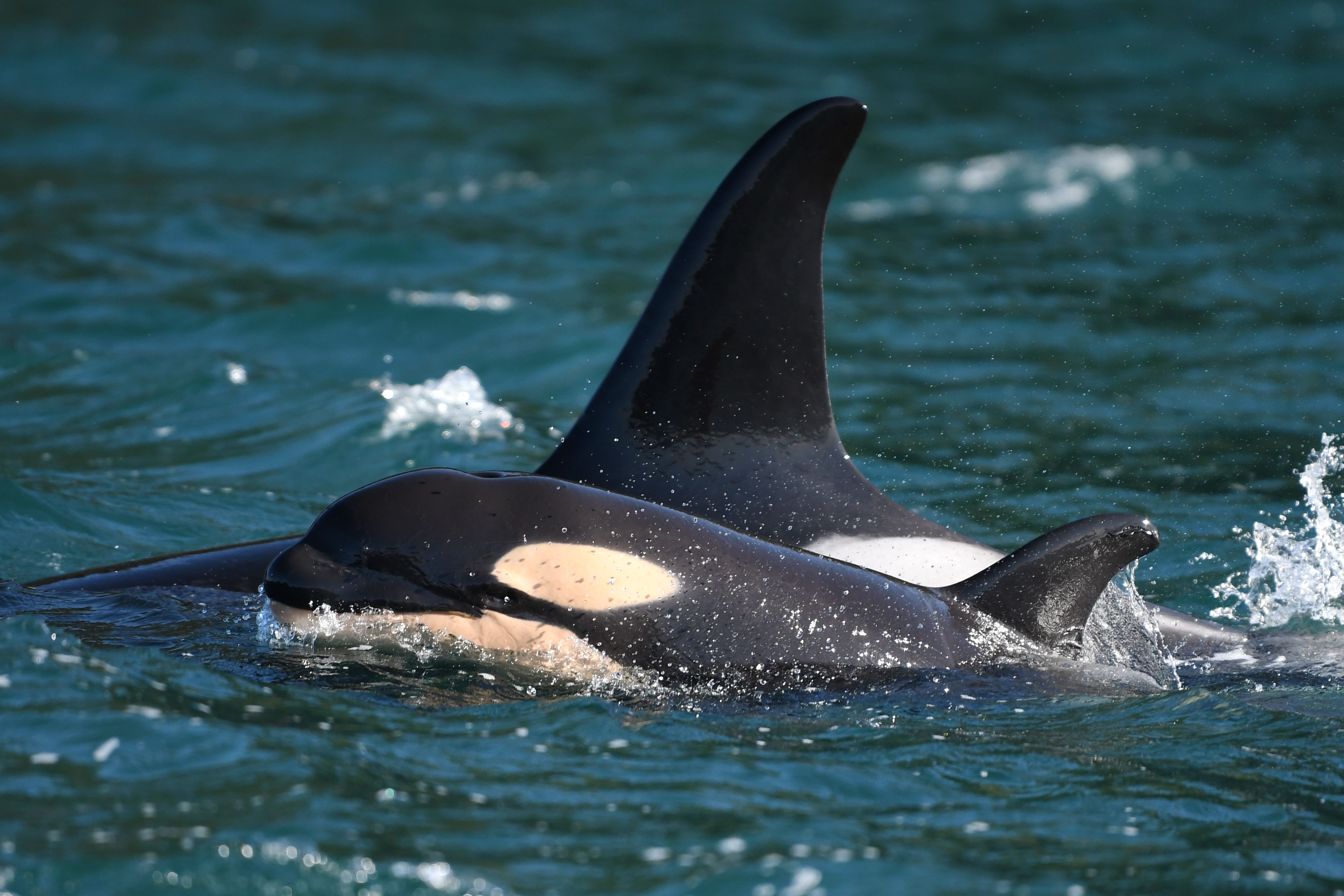 orca calf nursing