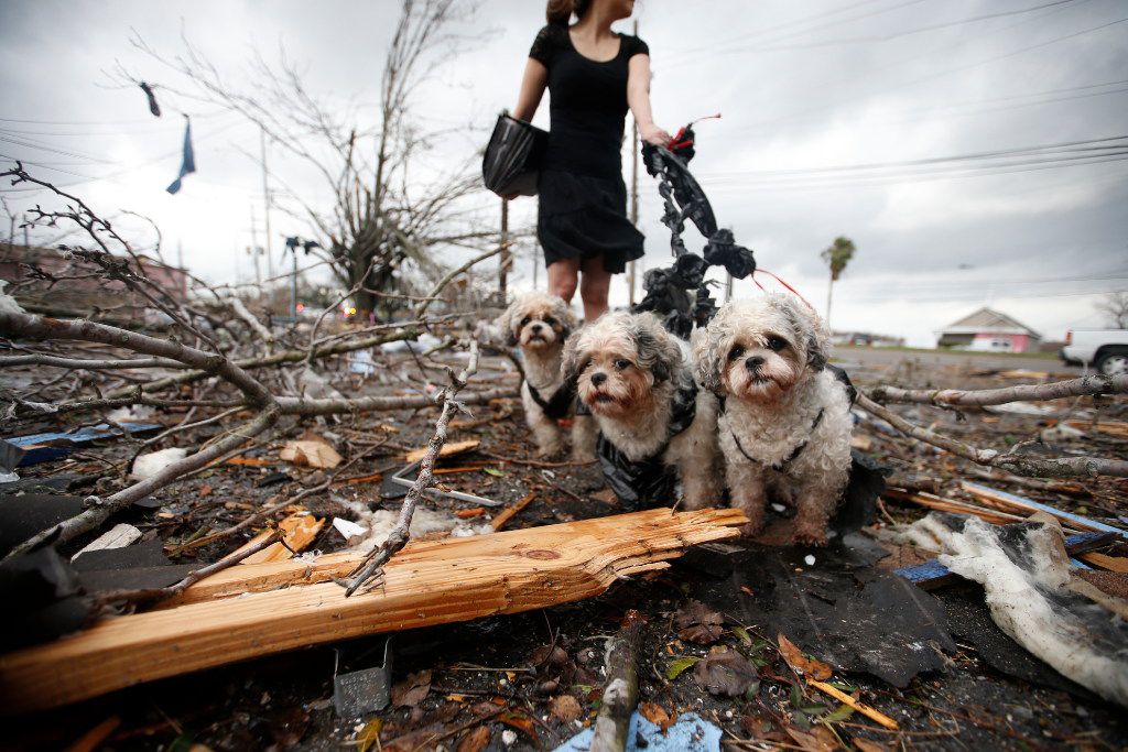 Dog swept up by N.C. tornado walks away unharmed