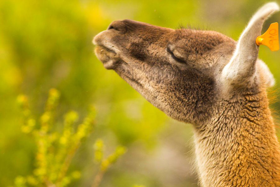 IMG_0298_1-guanaco.jpg