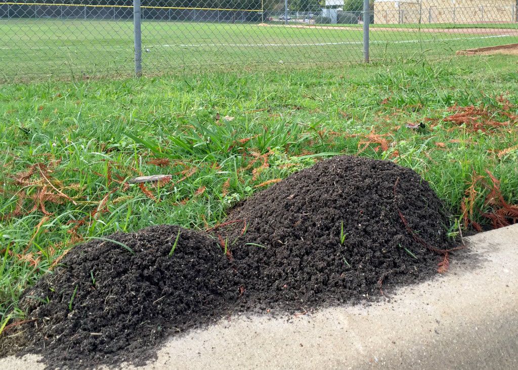 How To Get Rid Of Fire Ants And Leaf Cutter Ants Using Organic Methods