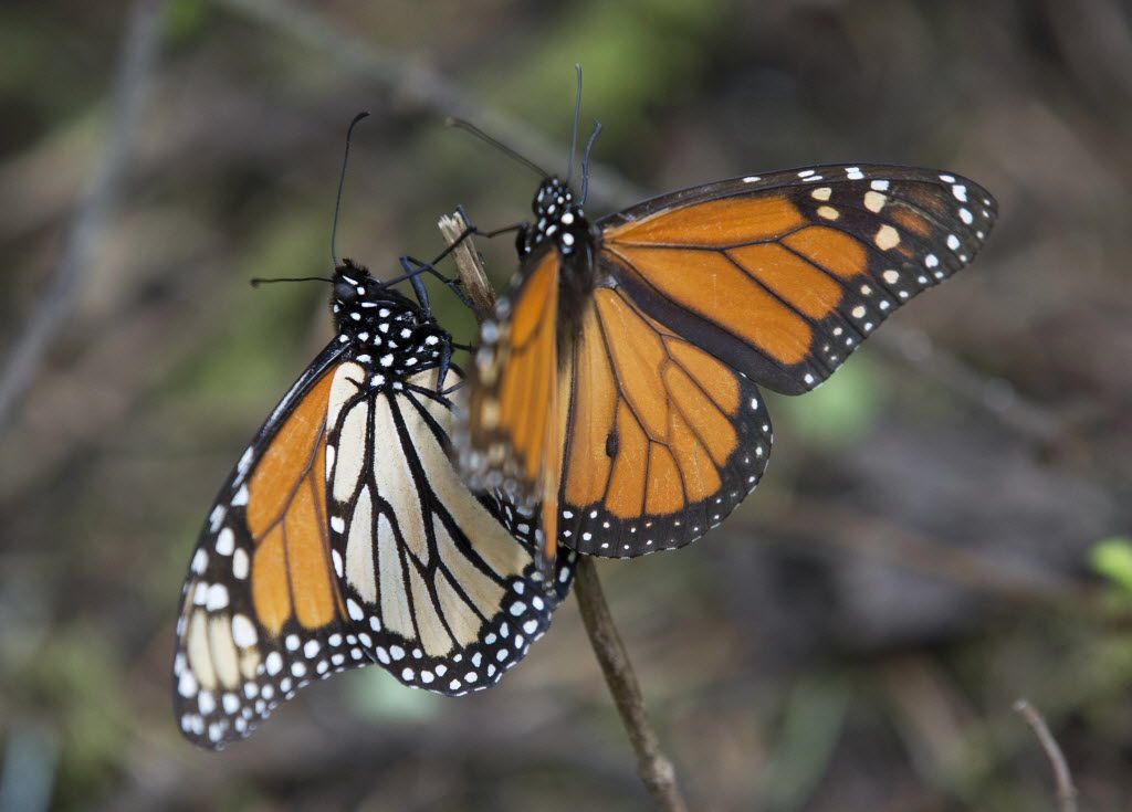 Butterfly Conservation