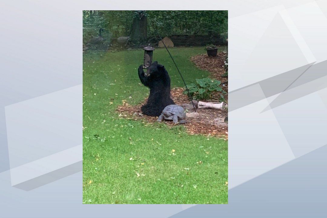 Courageous dog chases bear from New Jersey backyard in wild video