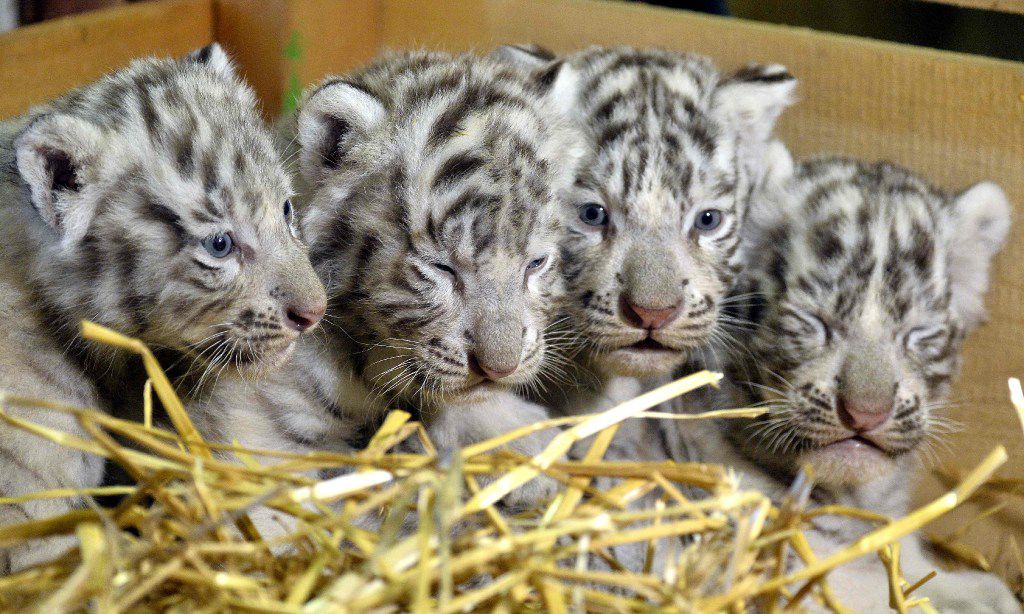 baby white tigers