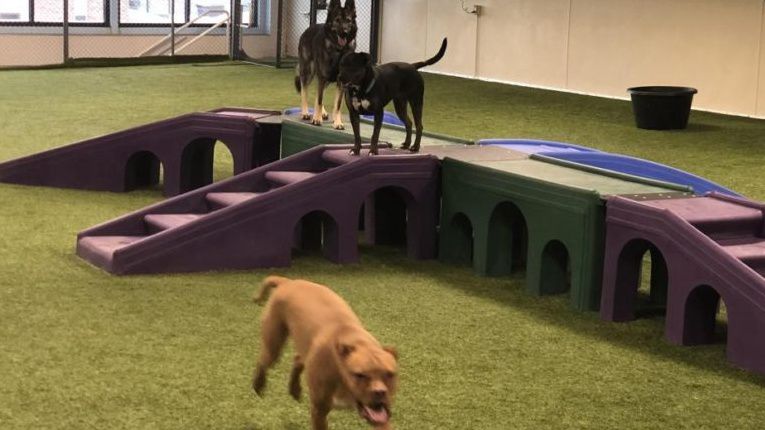 Dog parks store near me indoor