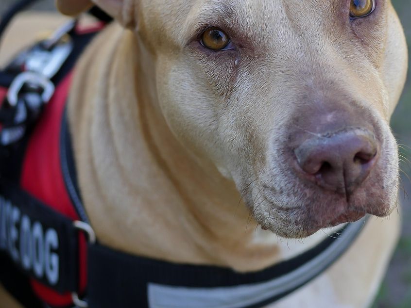 what happens if a dog bites a child in texas