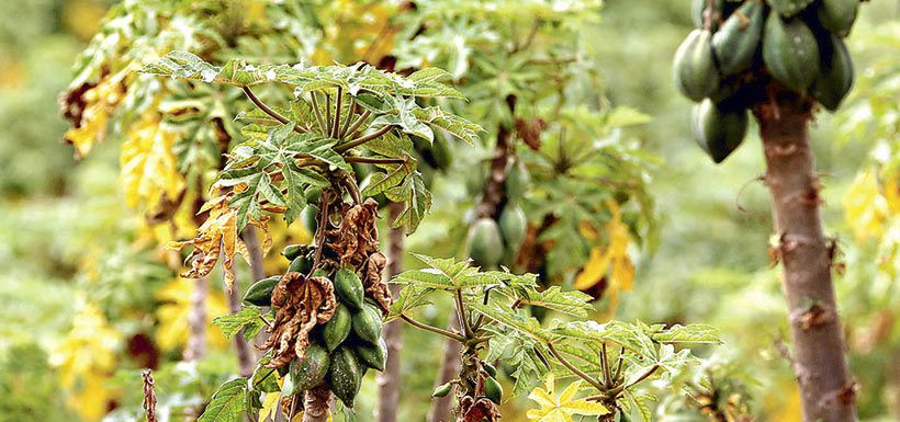 papayas (La Serena)