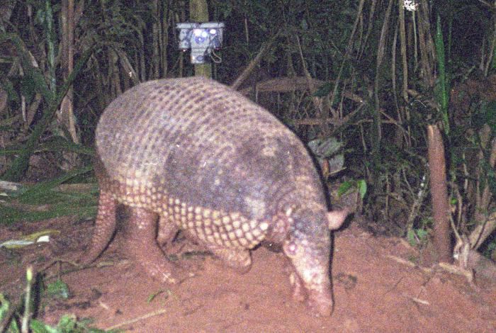 Armadillo-Gigante.jpg