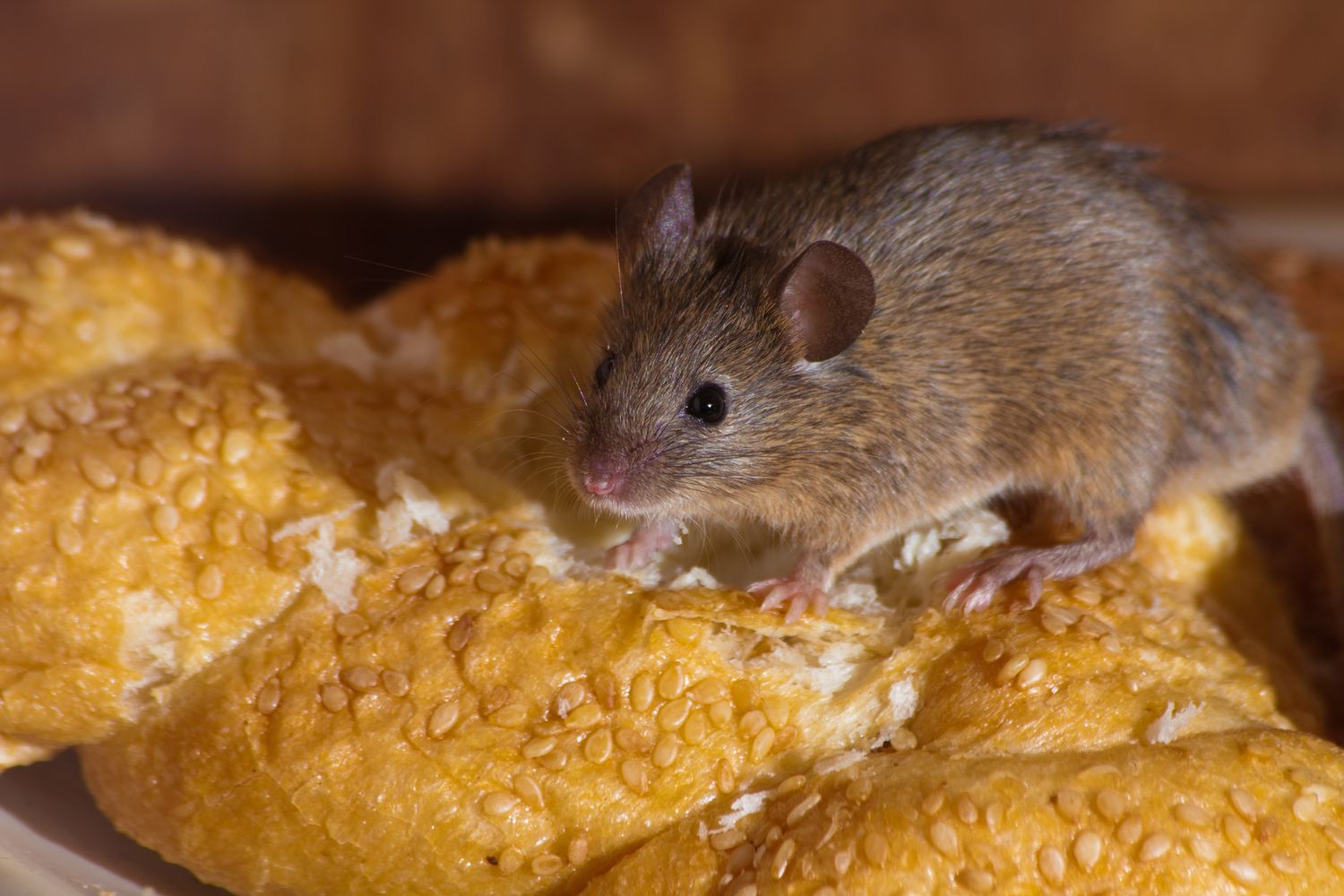Best Way To Get Rid Of Mice Popular Science,Yellow Rice With Corn
