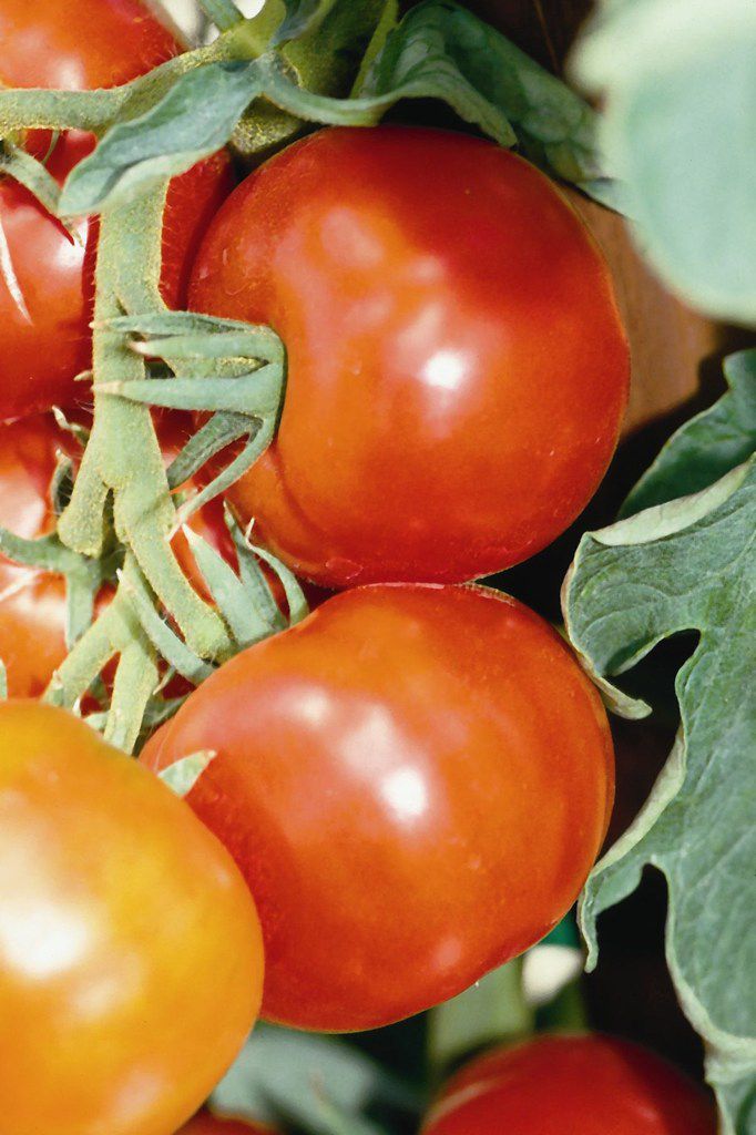 Russian seeds tomato Early-83 