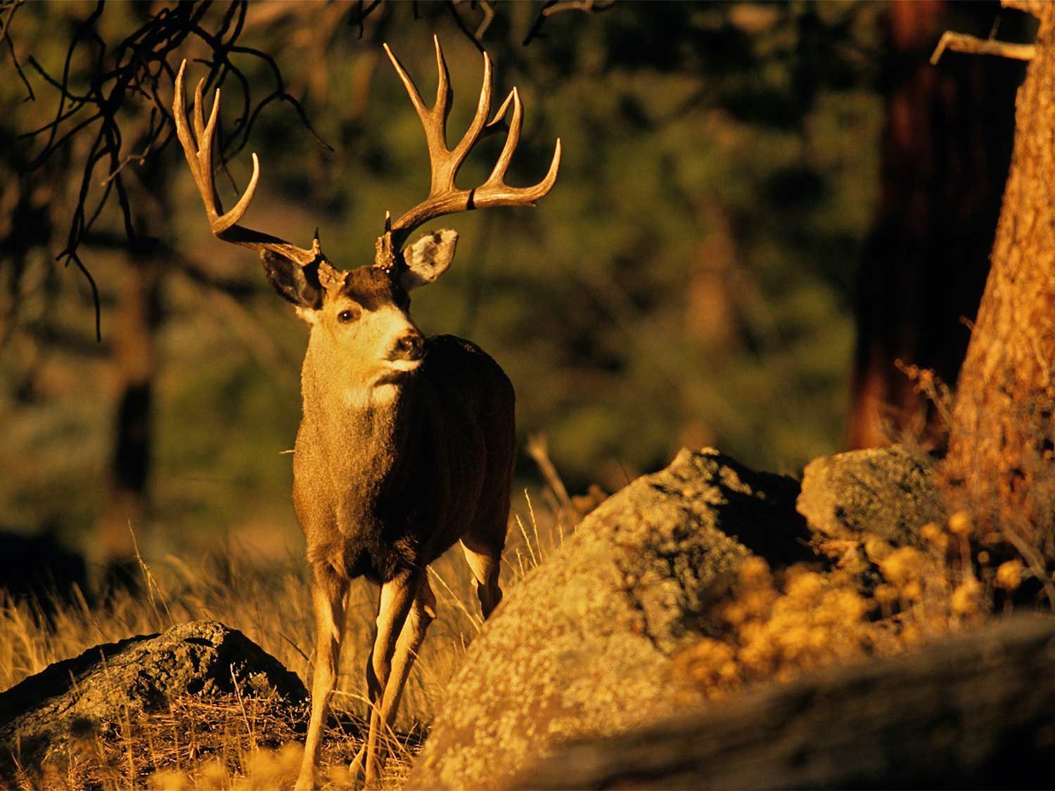 Deer Movement Chart Arkansas