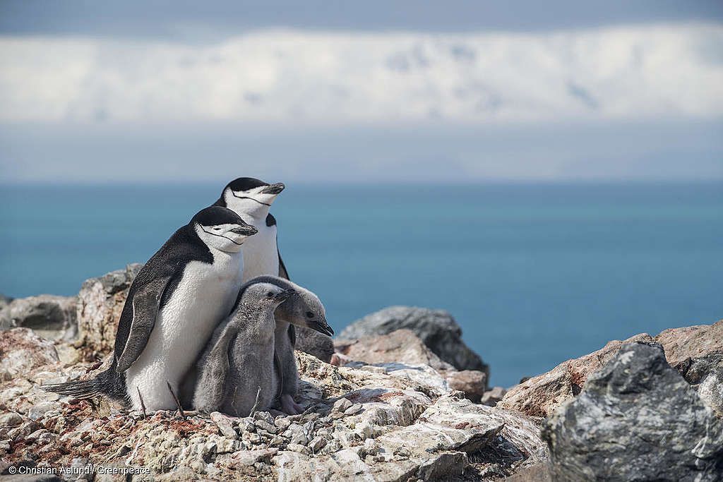 Chinstrap Penguins in Antarctica