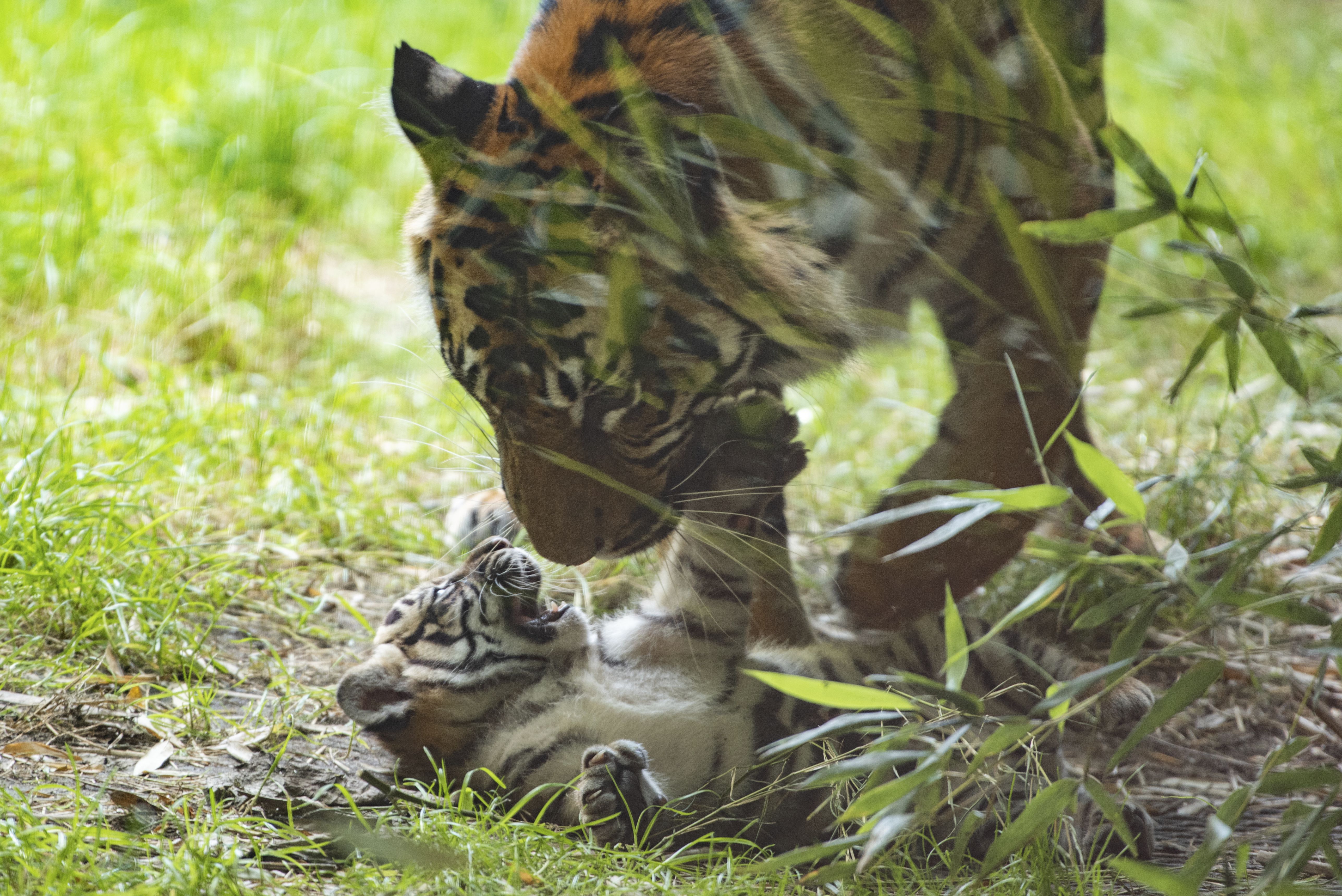 Sumatran tiger cub learns to hunt from mother at Poland zoo