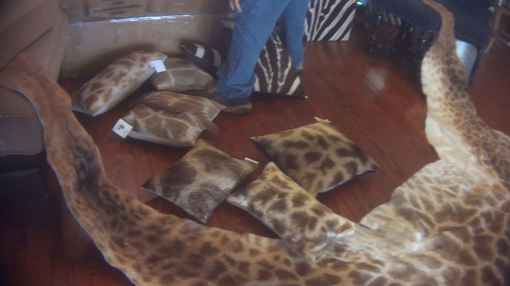 What has Dallas got to do with dwindling wild giraffe population in Africa?