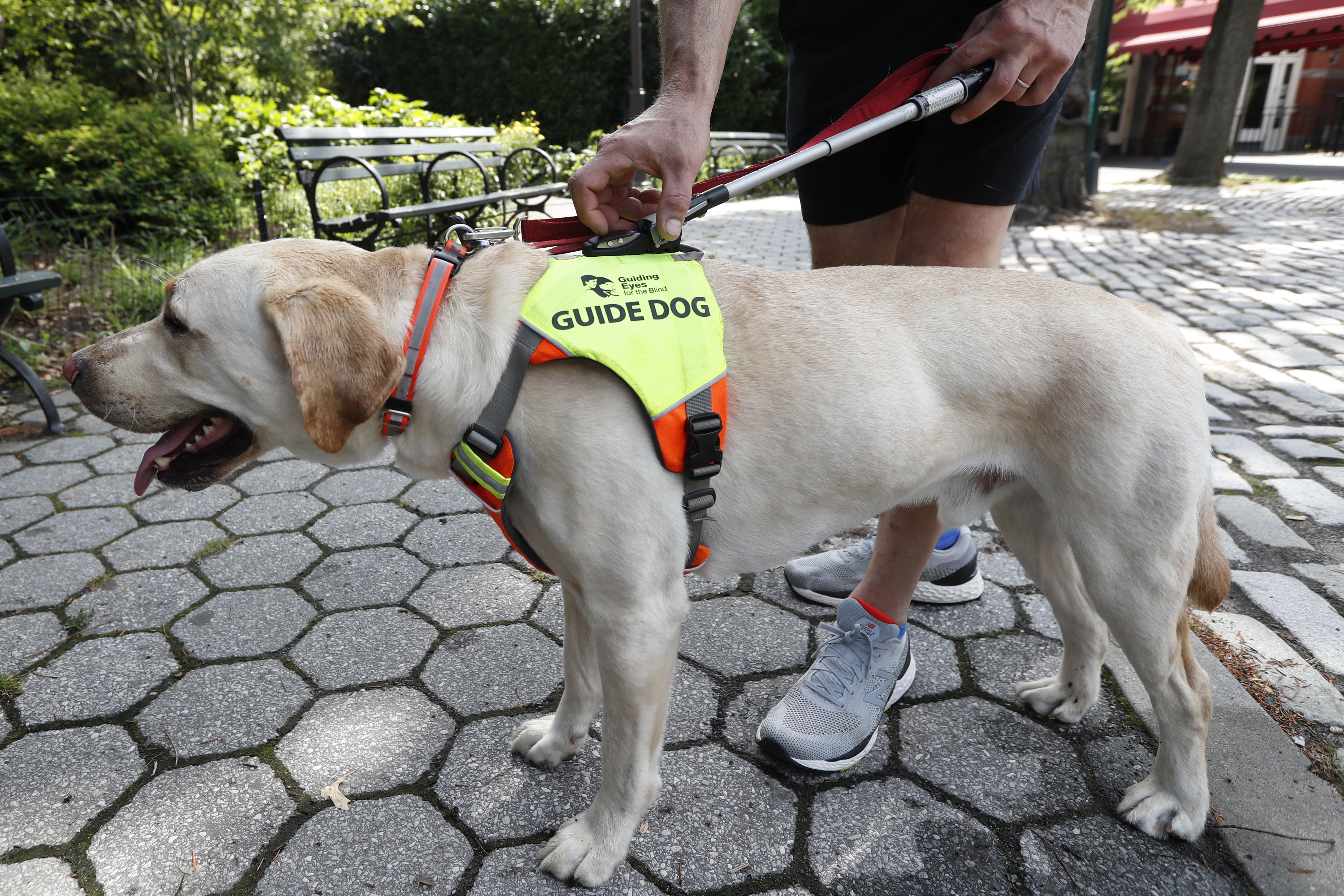 Guide dogs helping blind runners stay fit despite pandemic