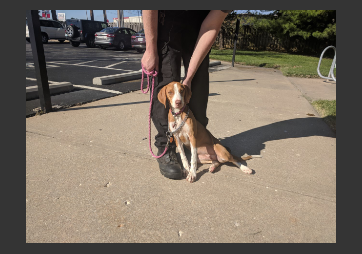 Vizsla beagle mix 2024 puppies for sale