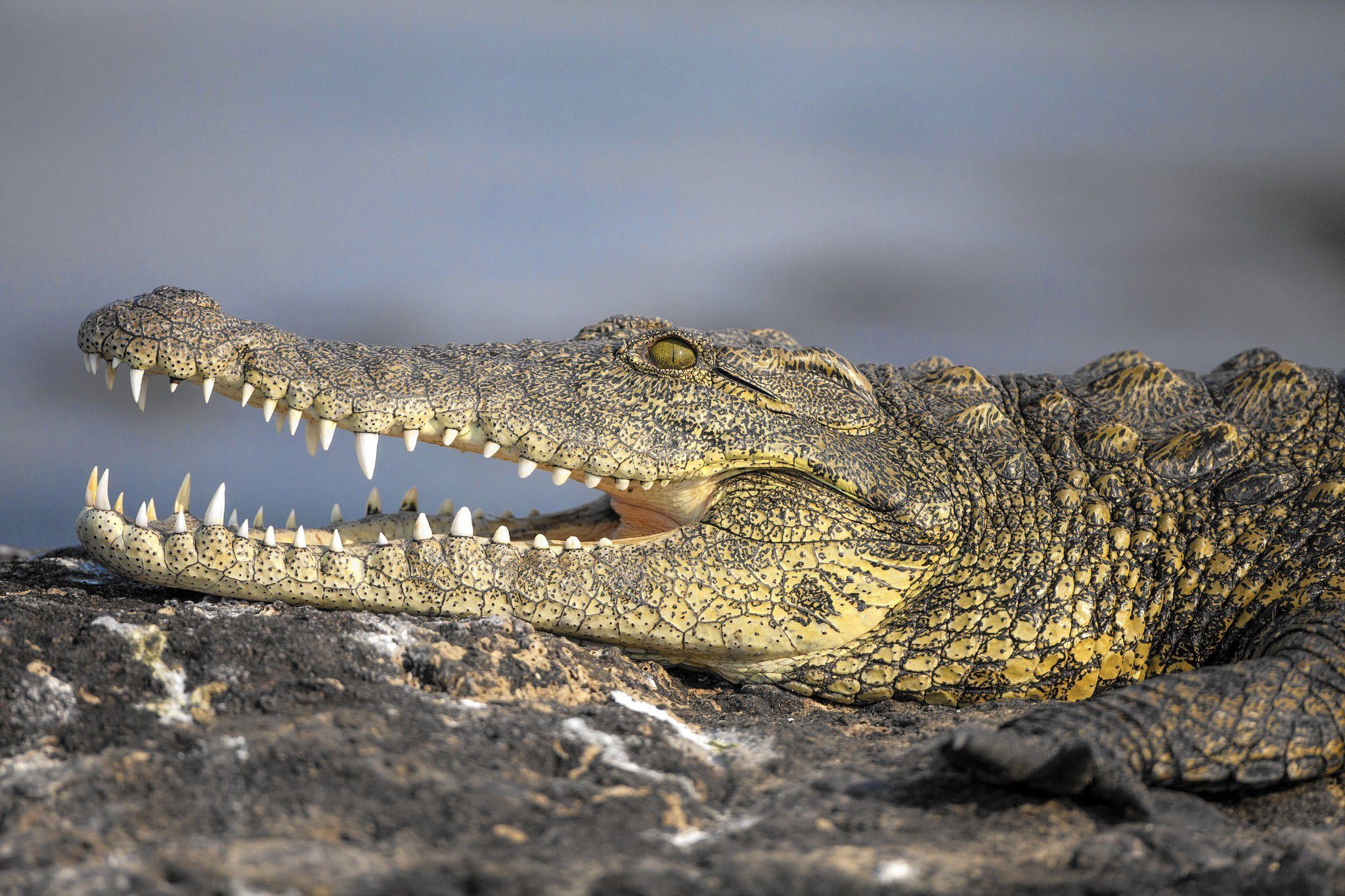 Are There Crocodiles in Fiji  