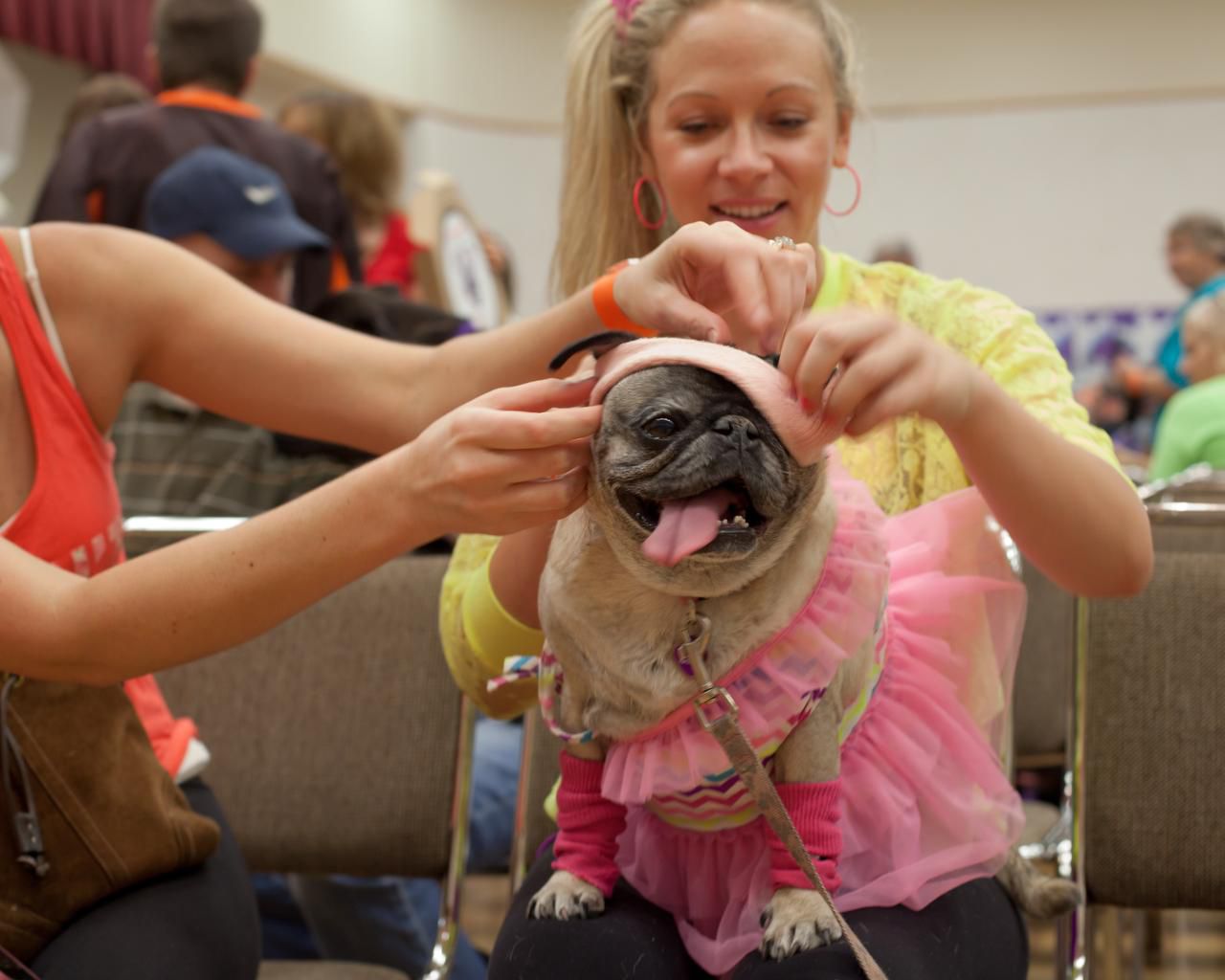 Max Scherzer's canine twin, who lives in a Virginia shelter, needs