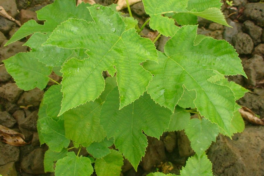 planta-de-morera-de-papel-NO-OCUPAR.jpg