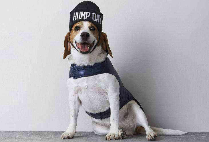 Beagle outfits clearance