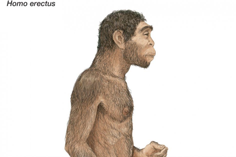  El 'Homo erectus' no estuvo solo
