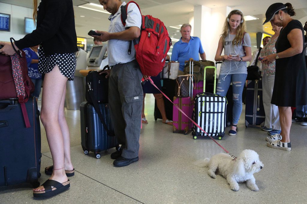American Airlines tightens leash on emotional support animals