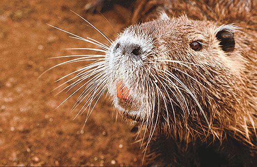 Nutria meaning