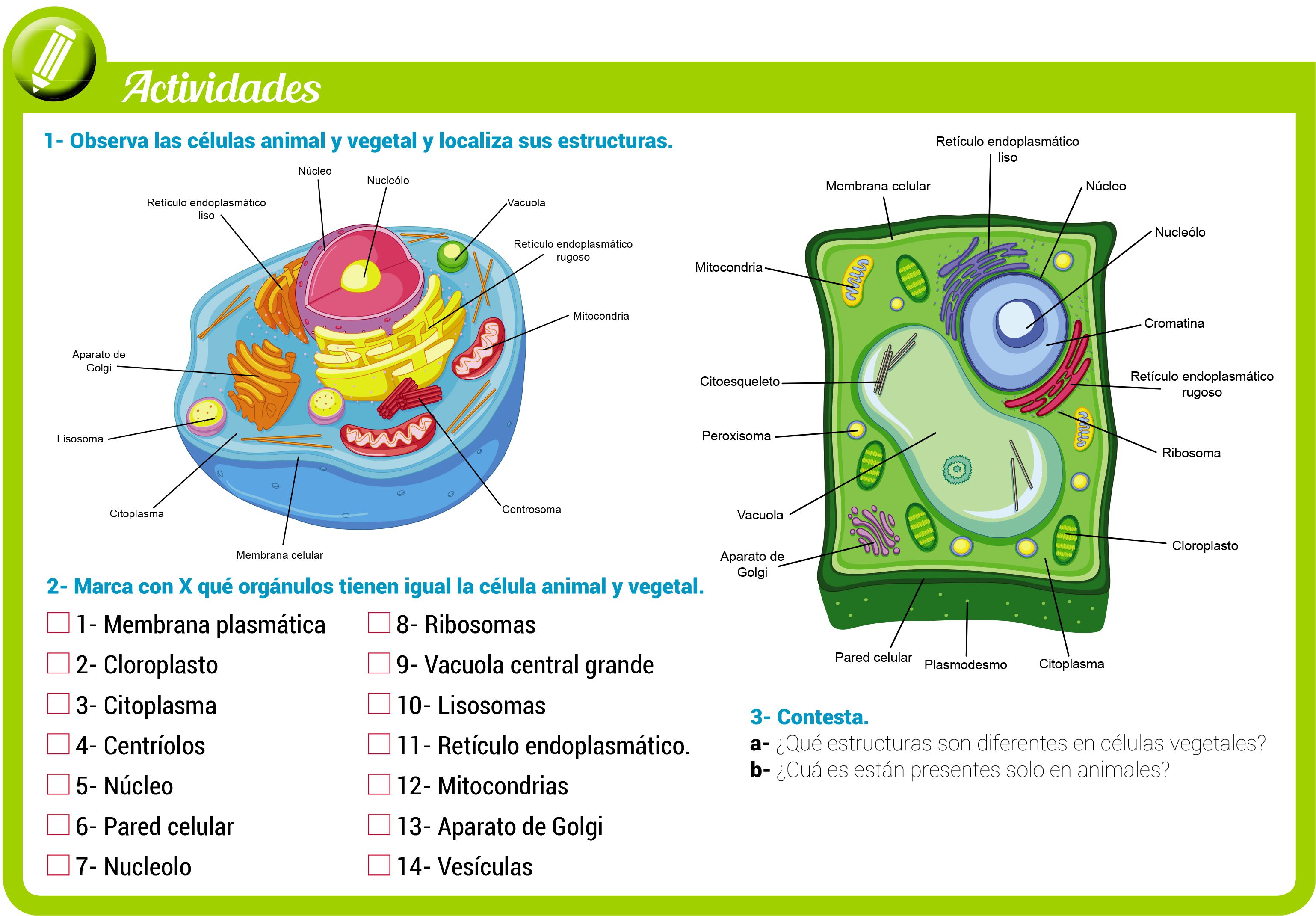 Celula Vegetal Y Animal Escolar Abc Color