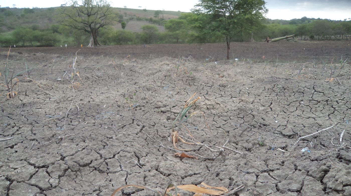 Agricultores en Manabí enfrentan pérdidas por la ausencia de lluvias