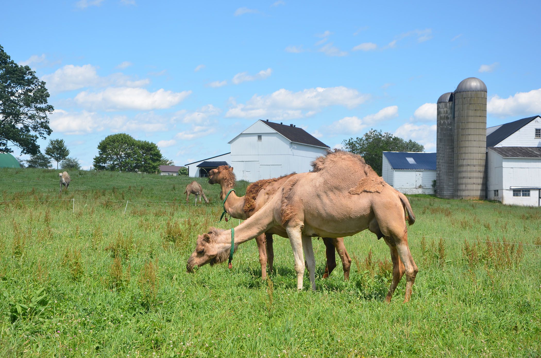 You can get camel s milk in Pennsylvania Dutch Country. How does